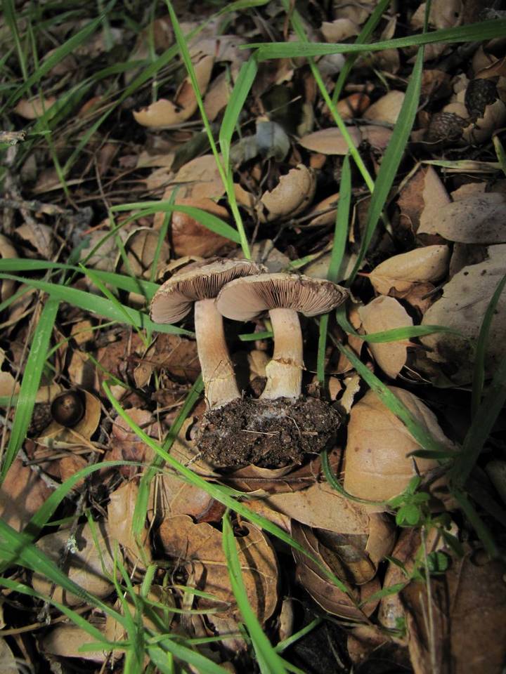 Agaricus kerriganii image