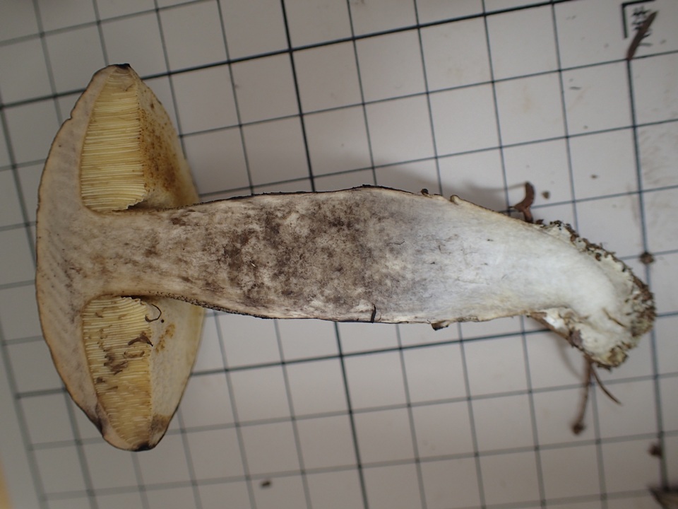 Leccinellum pseudoscabrum image