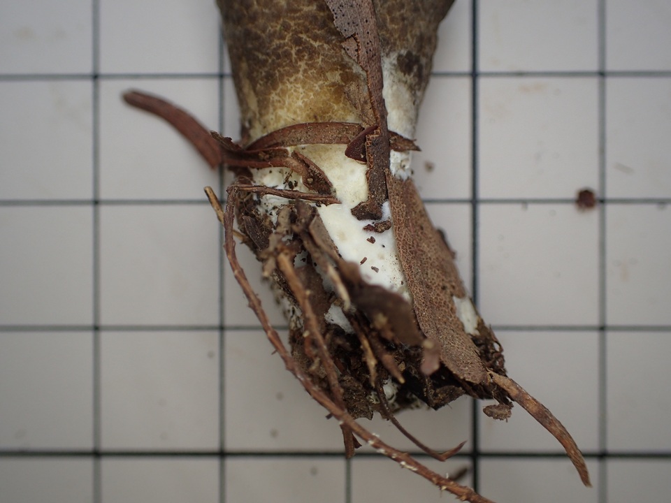 Leccinellum pseudoscabrum image