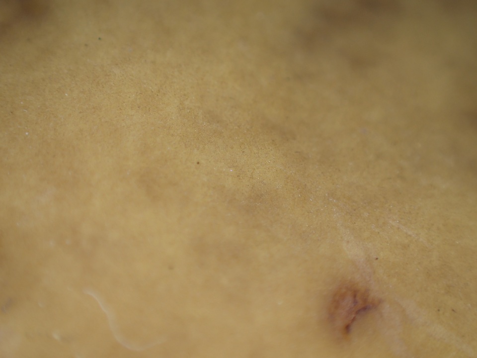 Leccinellum pseudoscabrum image