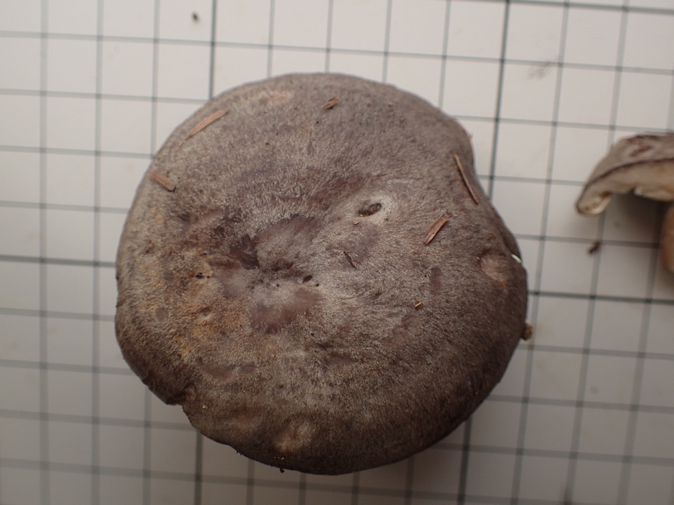 Lactarius circellatus f. distantifolius image