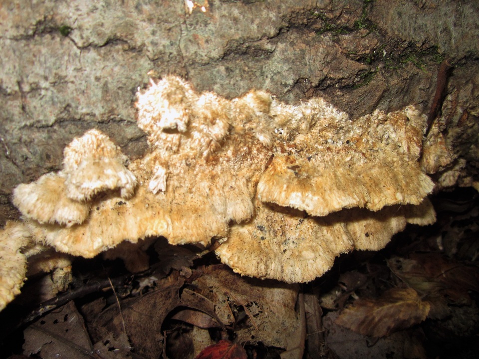 Trametes trogii image