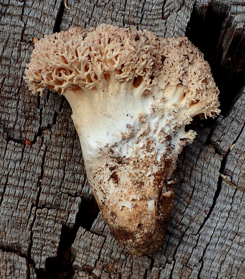 Ramaria subviolacea image