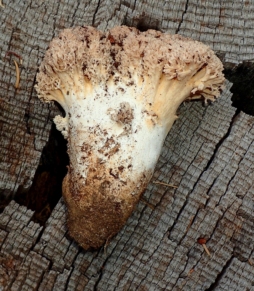 Ramaria subviolacea image