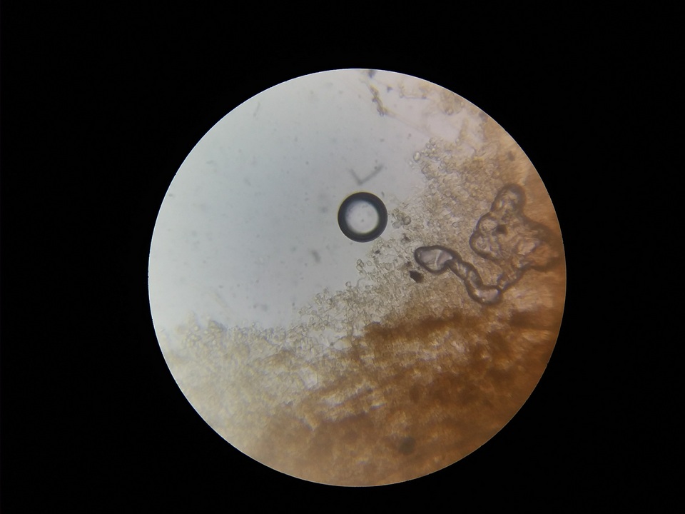 Phlebiella christiansenii image