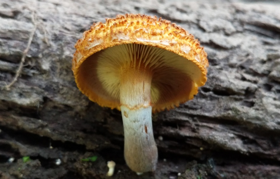 Gymnopilus fulvosquamulosus image