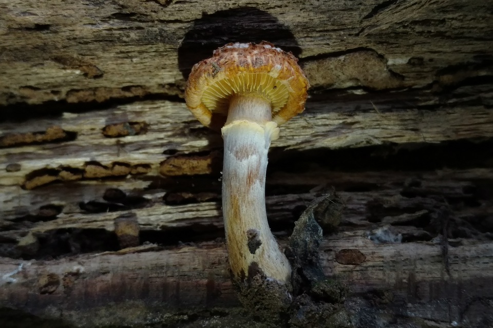 Gymnopilus fulvosquamulosus image