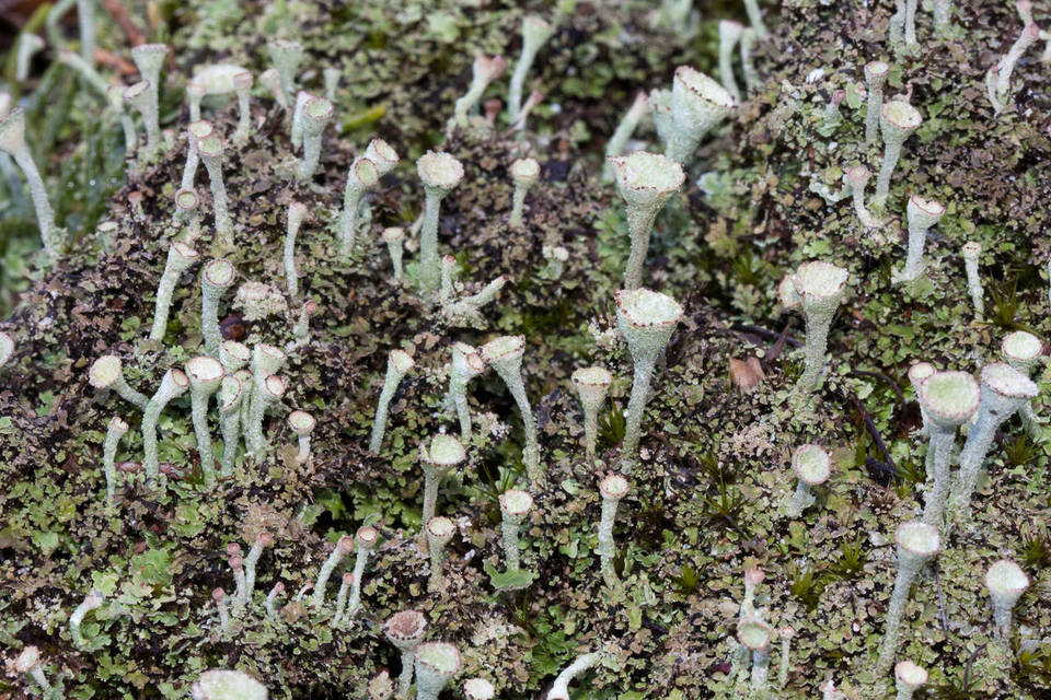 Cladonia grayi image