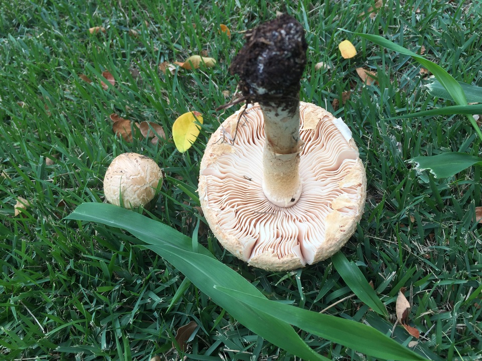Amanita manicata image