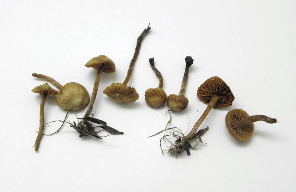Galerina nana image
