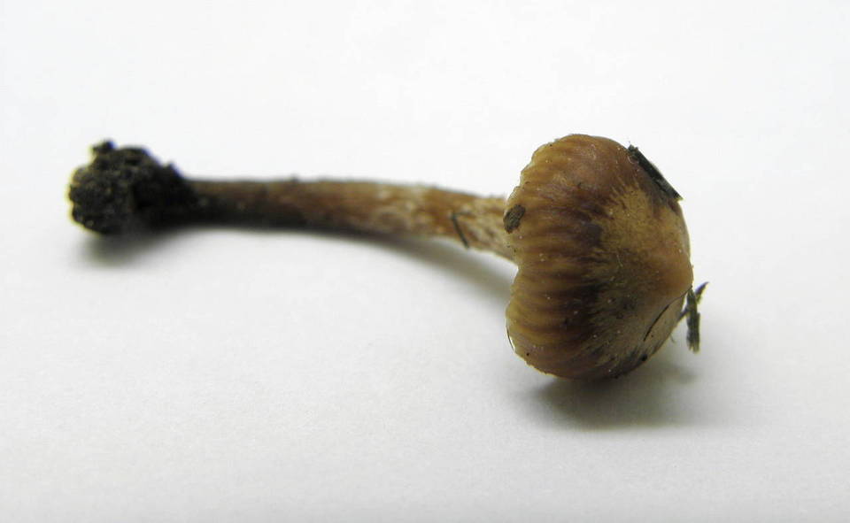 Galerina nana image