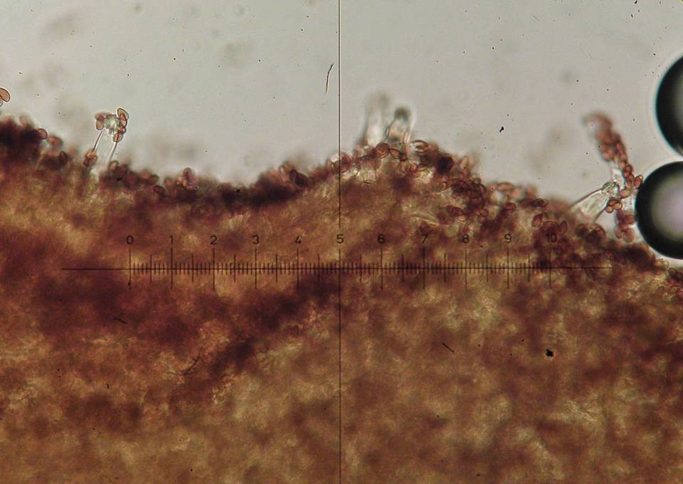 Galerina nana image