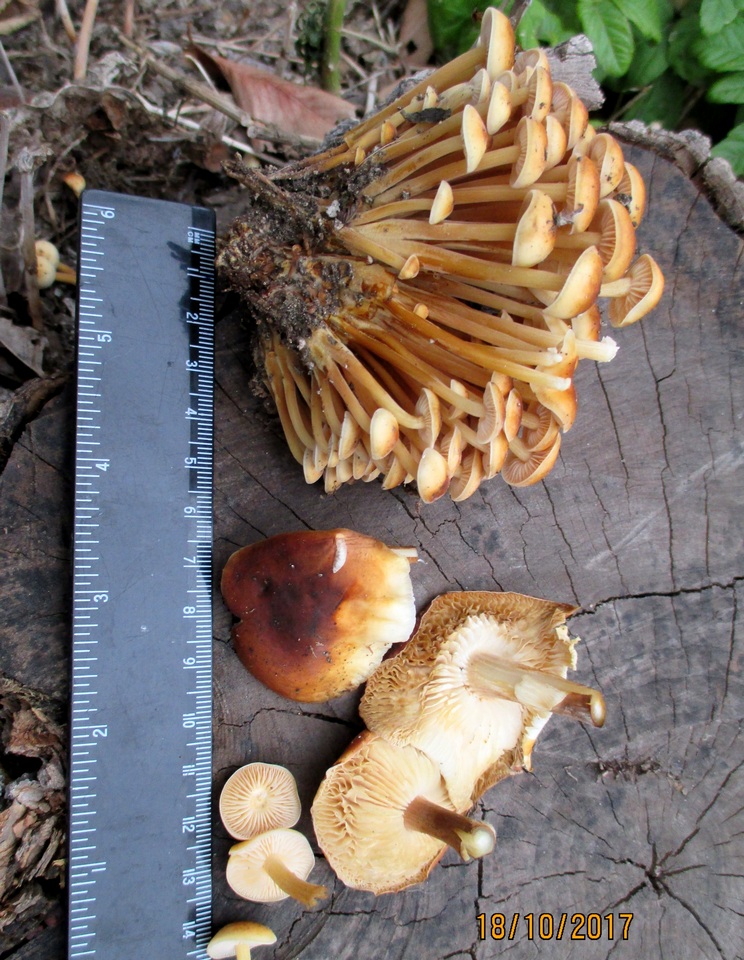 Flammulina fennae image