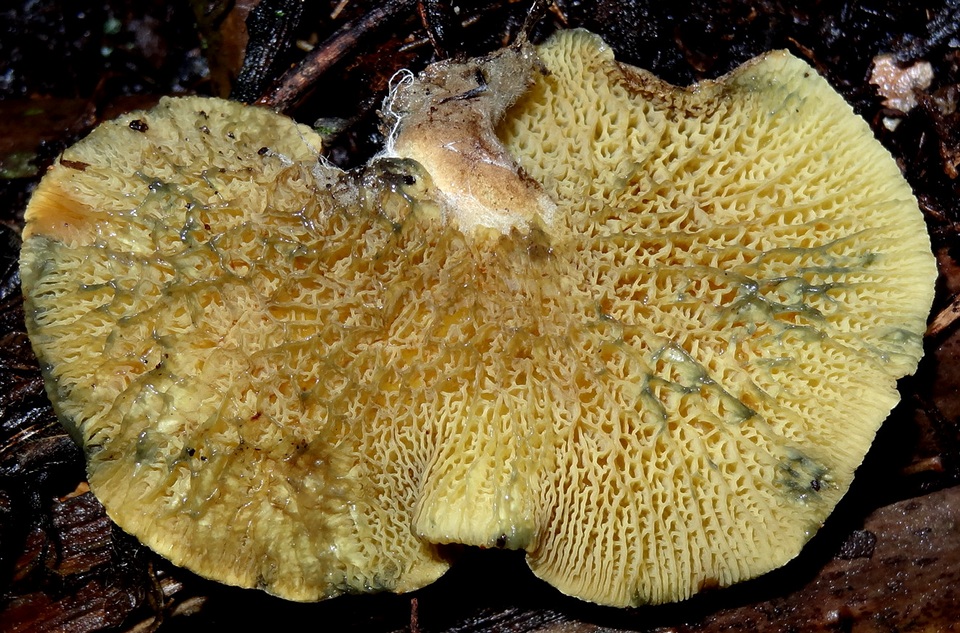 Boletinellus exiguus image