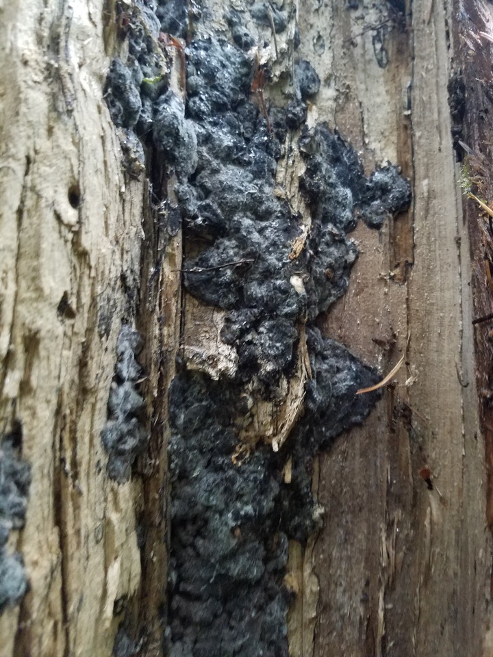 Biscogniauxia atropunctata var. atropunctata image