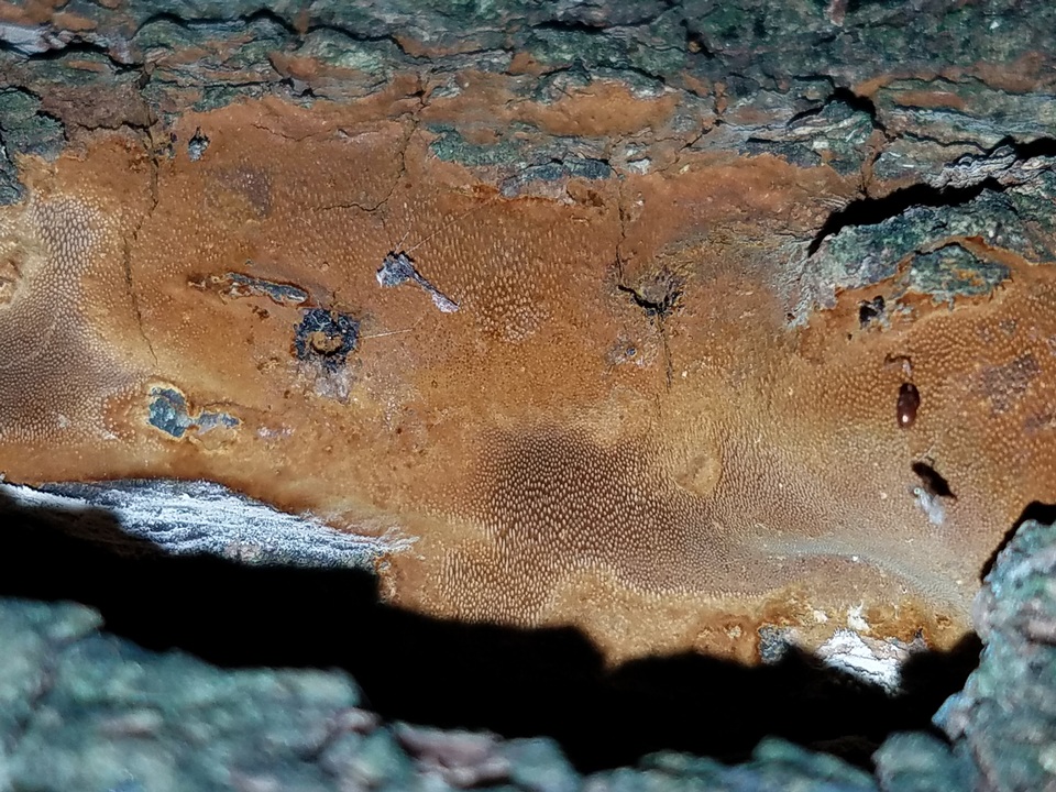 Fomitiporia dryophila image