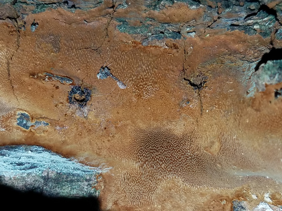 Fomitiporia dryophila image