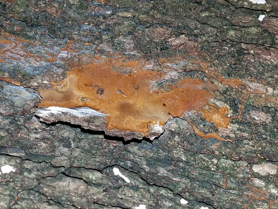 Fomitiporia dryophila image