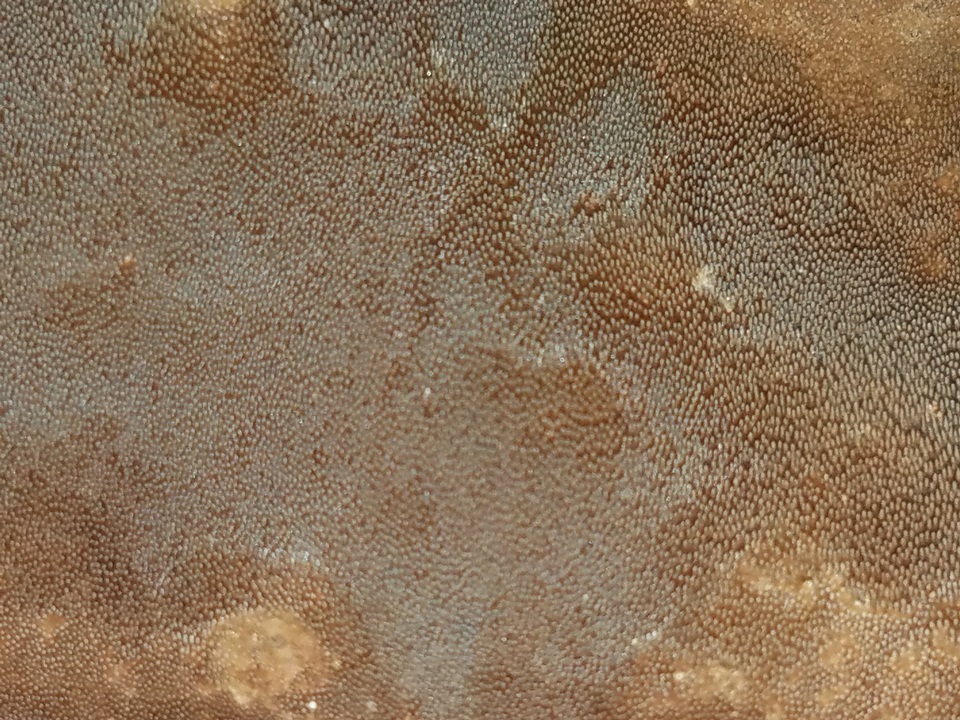 Fomitiporia dryophila image