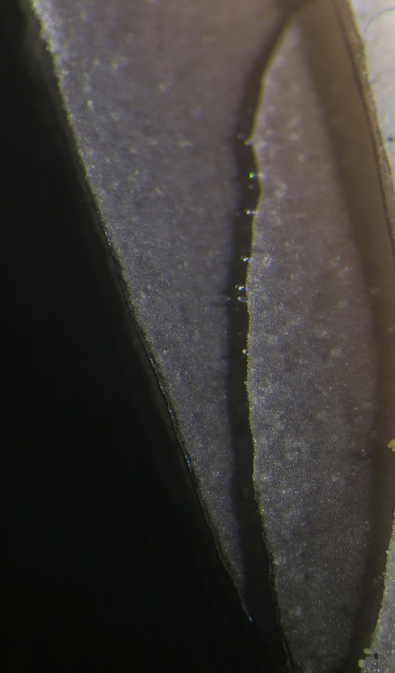 Coprinellus saccharinus image