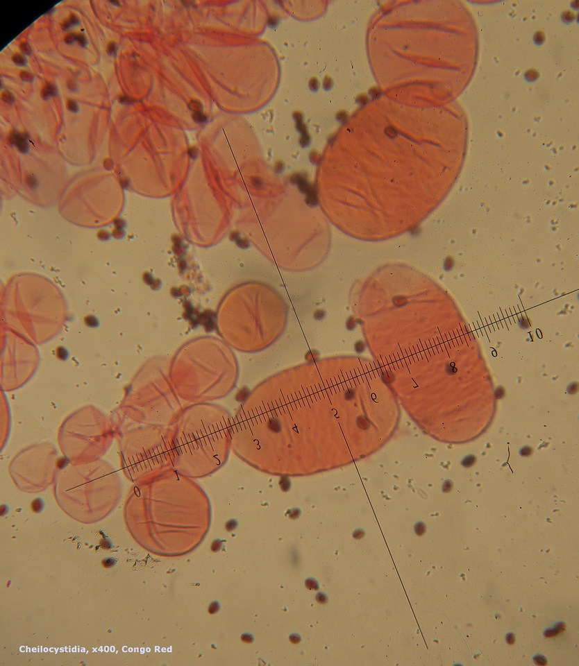 Coprinellus saccharinus image