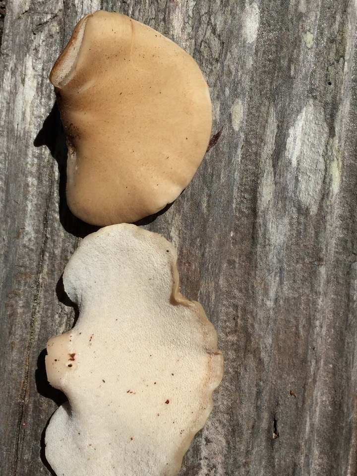 Osteina obducta image