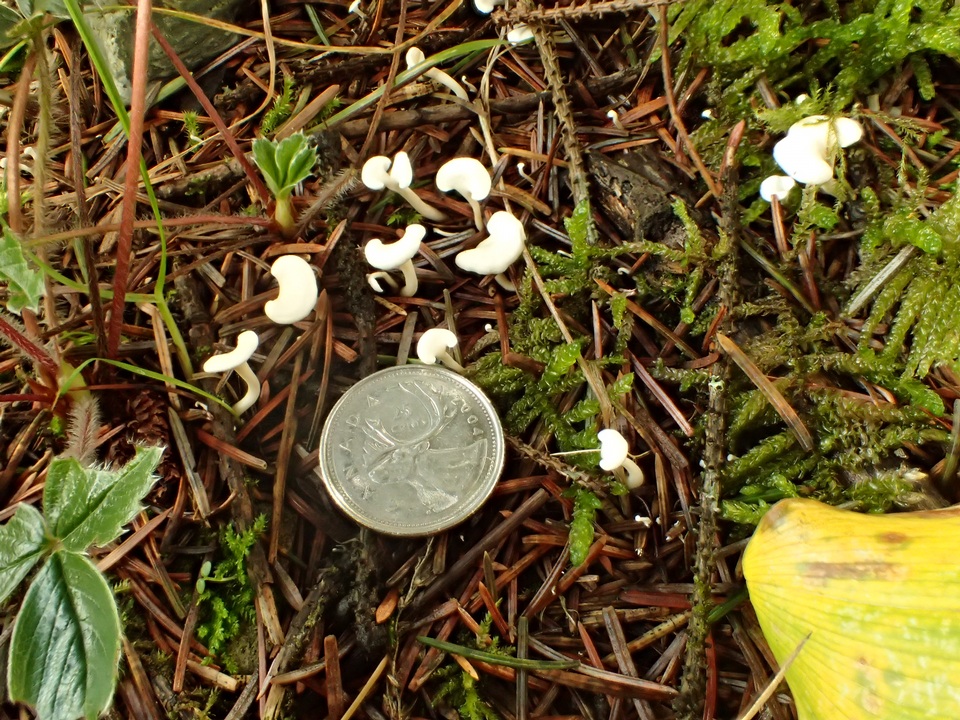 Stereopsis humphreyi image