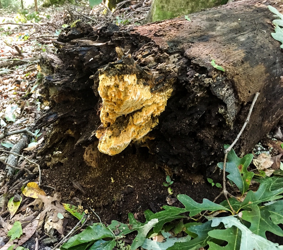 Fibroporia radiculosa image