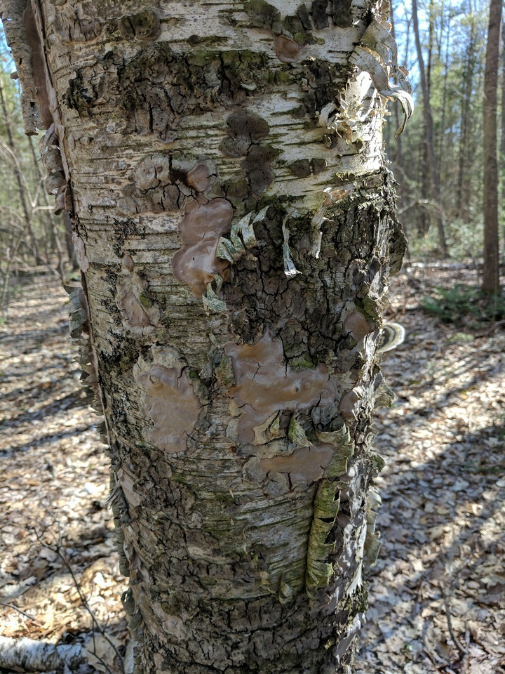 Phellinus betulinus image