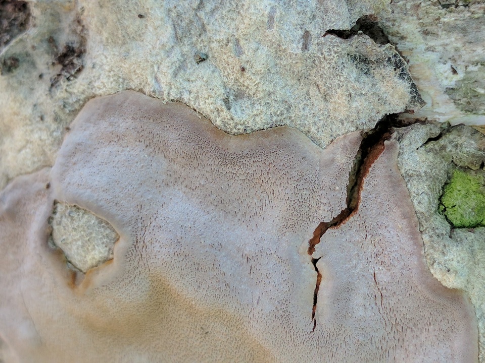 Phellinus betulinus image