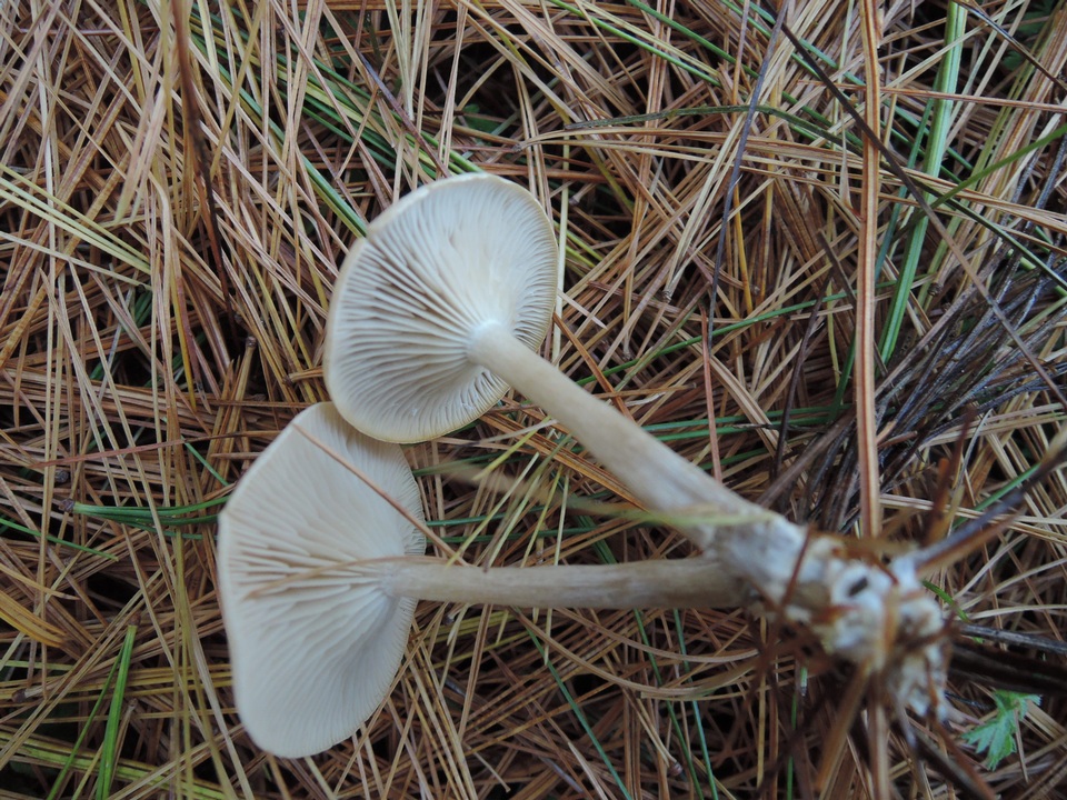 Clitocybe coniferophila image