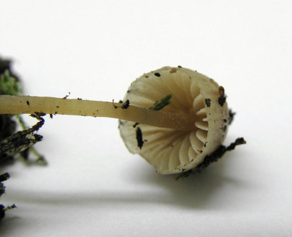 Galerina sahleri image
