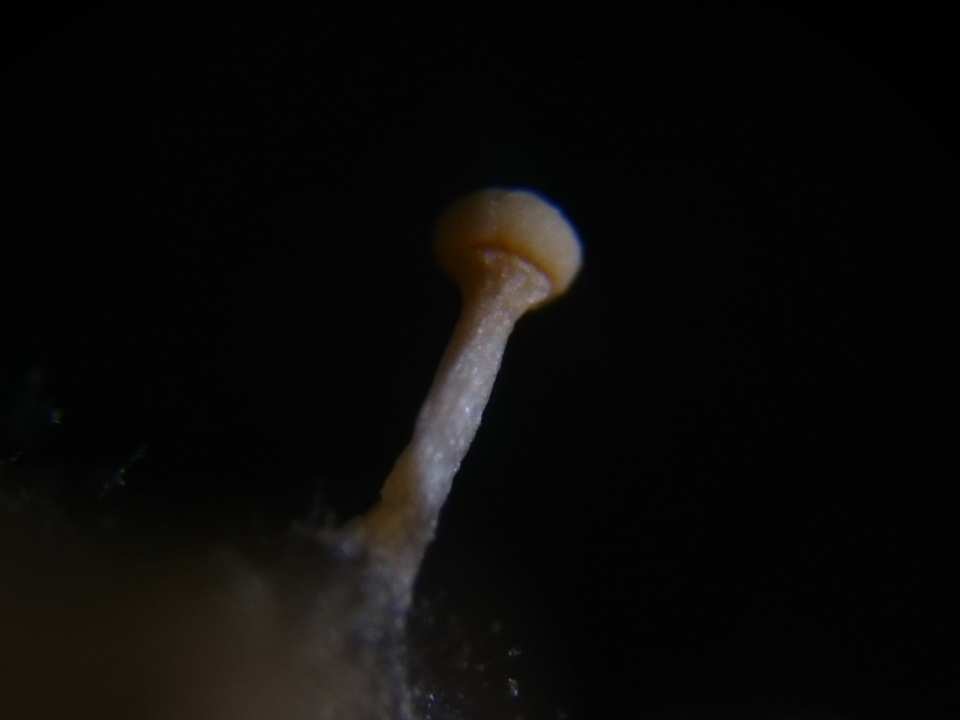 Stilbella fimetaria image