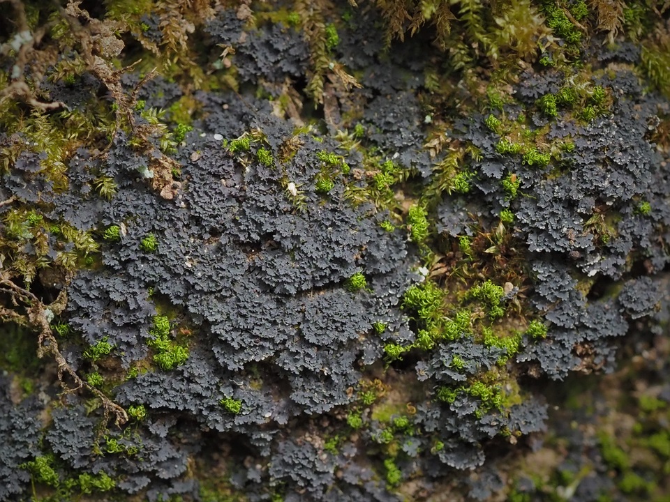Scytinium subtile image