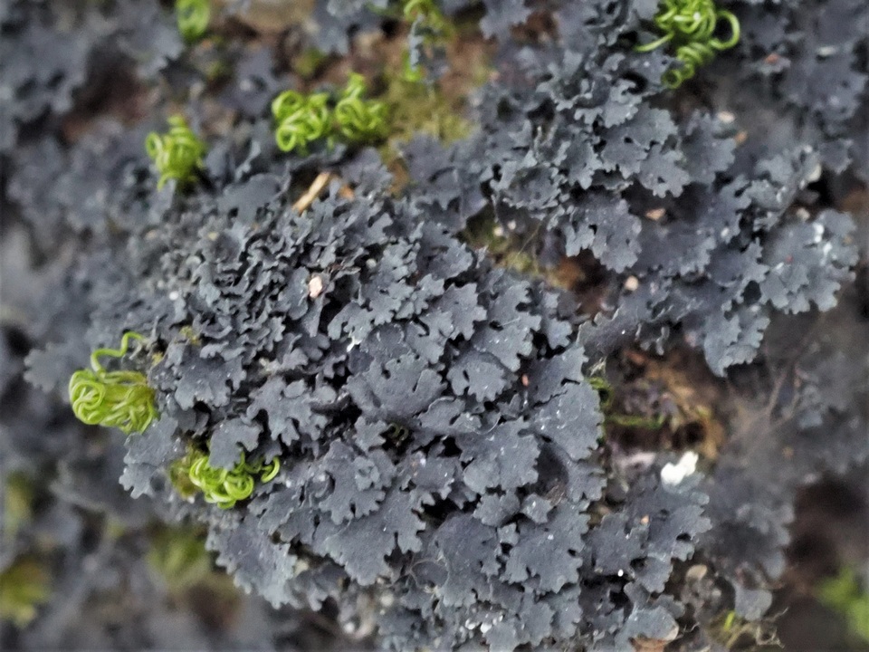 Scytinium subtile image