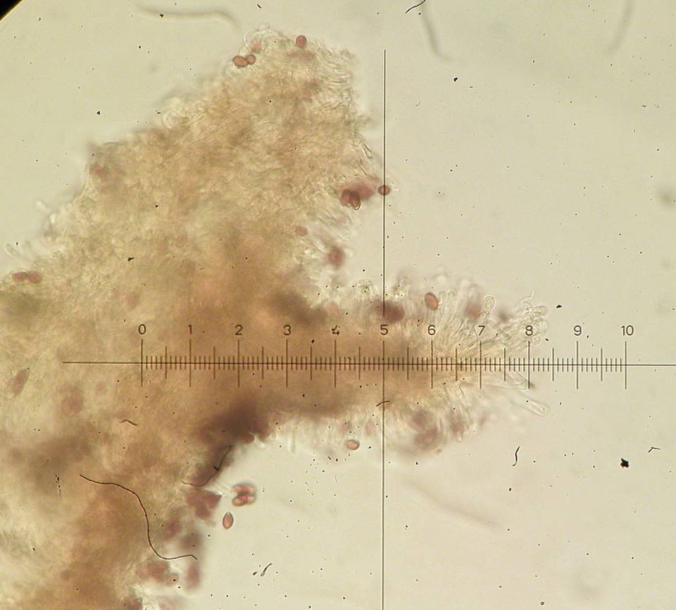Galerina sahleri image