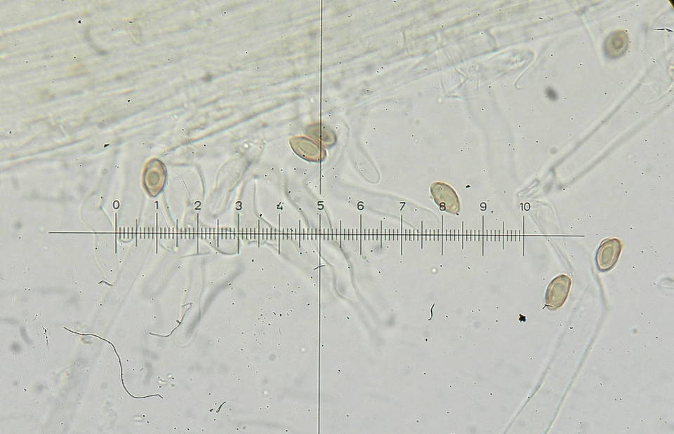 Galerina sahleri image