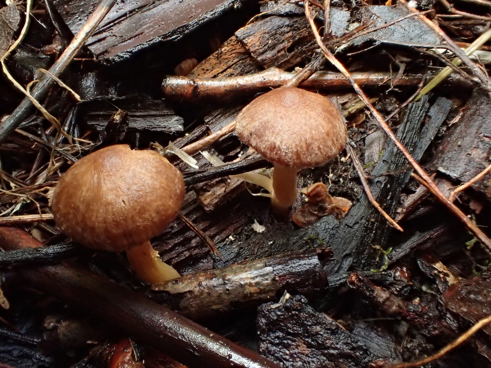 Inocybe obscurobadia image