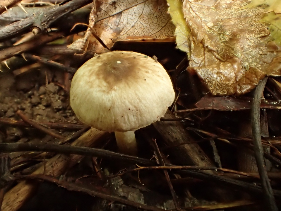 Inocybe phaeodisca image