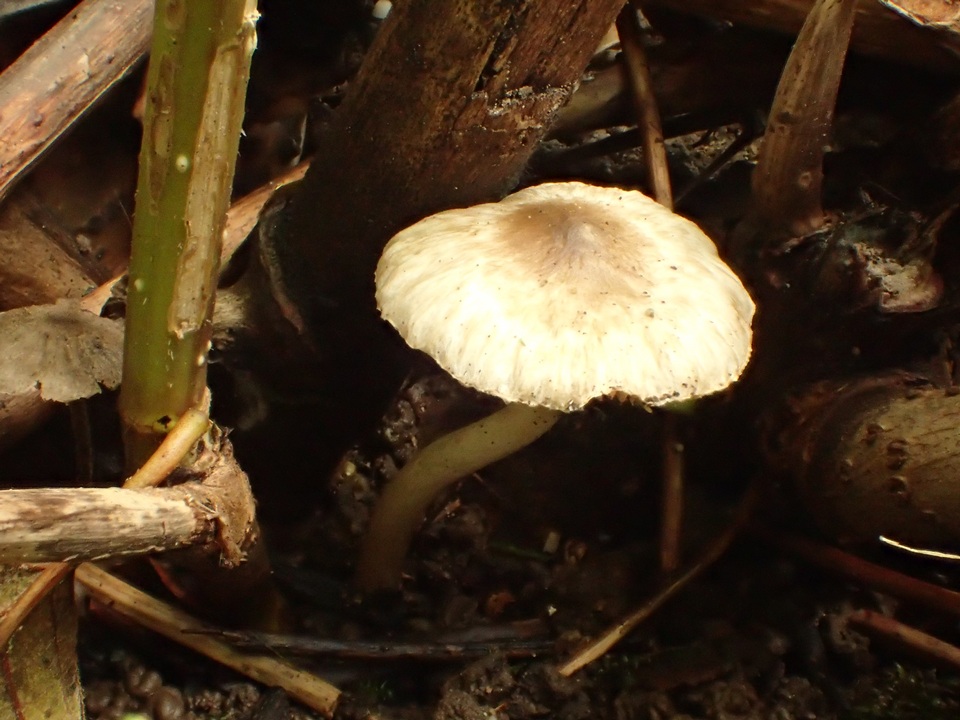 Inocybe phaeodisca image