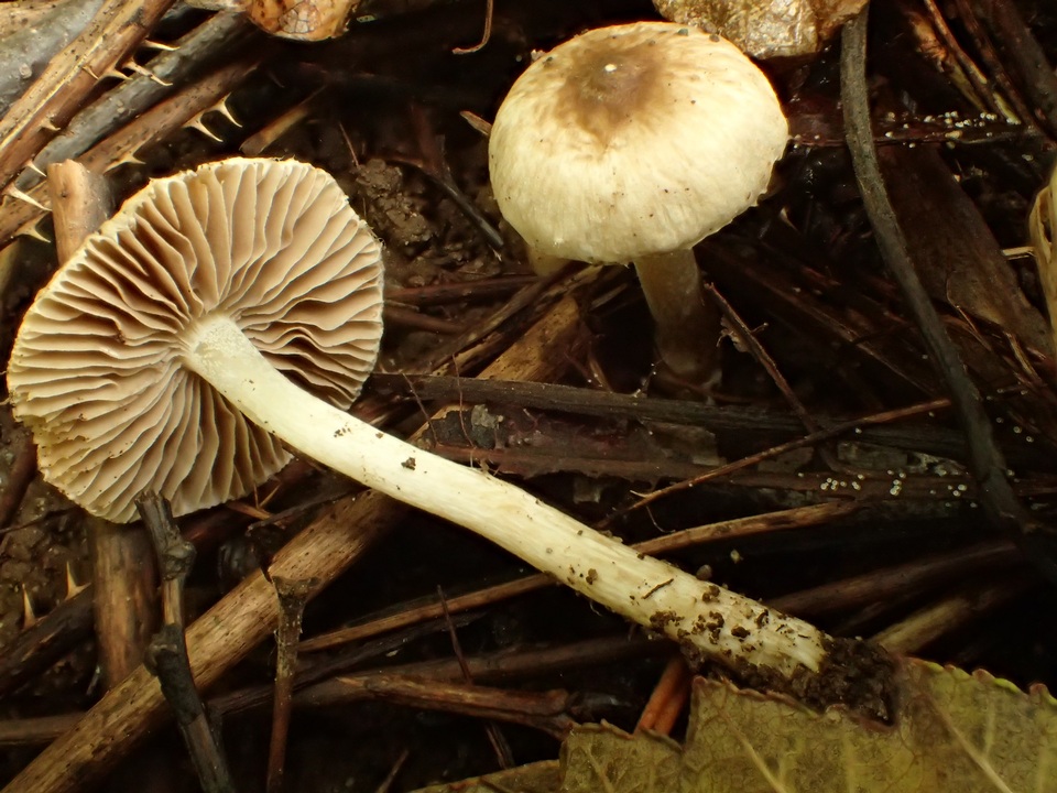 Inocybe phaeodisca image