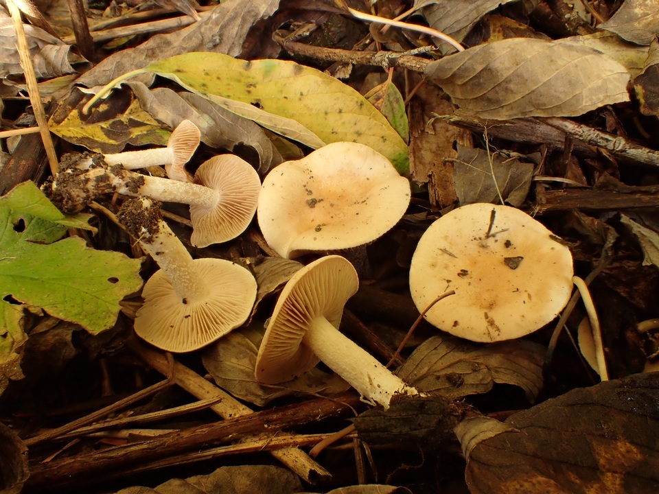 Hebeloma fragilipes image