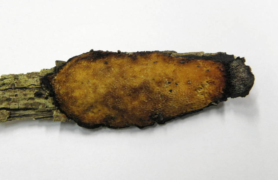Dichomitus campestris image
