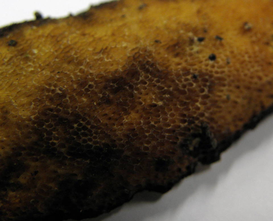 Dichomitus campestris image