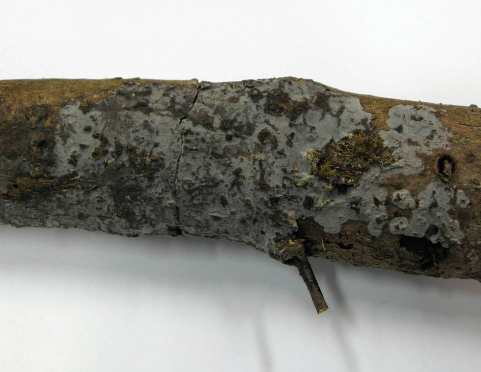 Exidiopsis grisea image