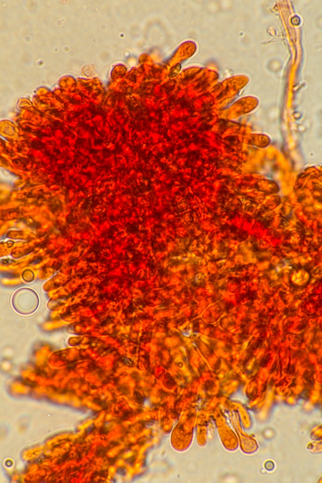 Gloeoporus taxicola image