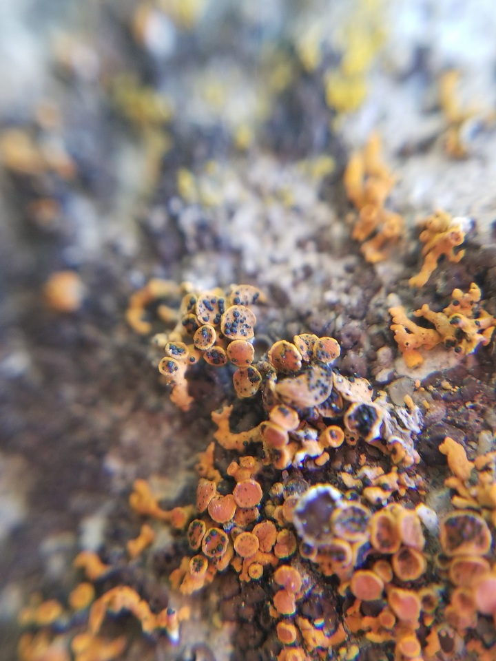 Lichenoconium xanthoriae image