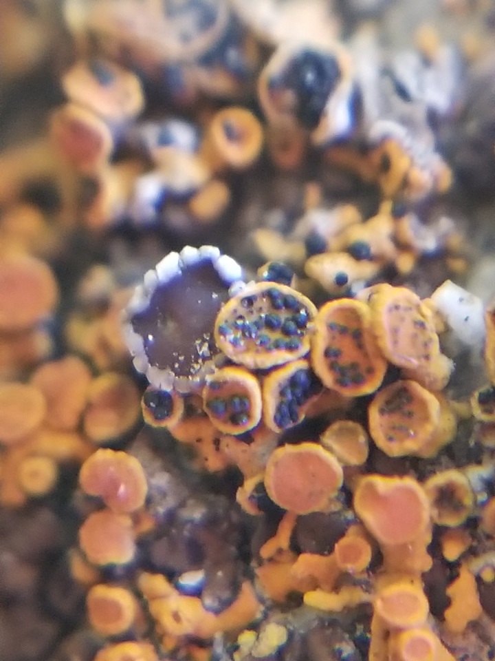 Lichenoconium xanthoriae image