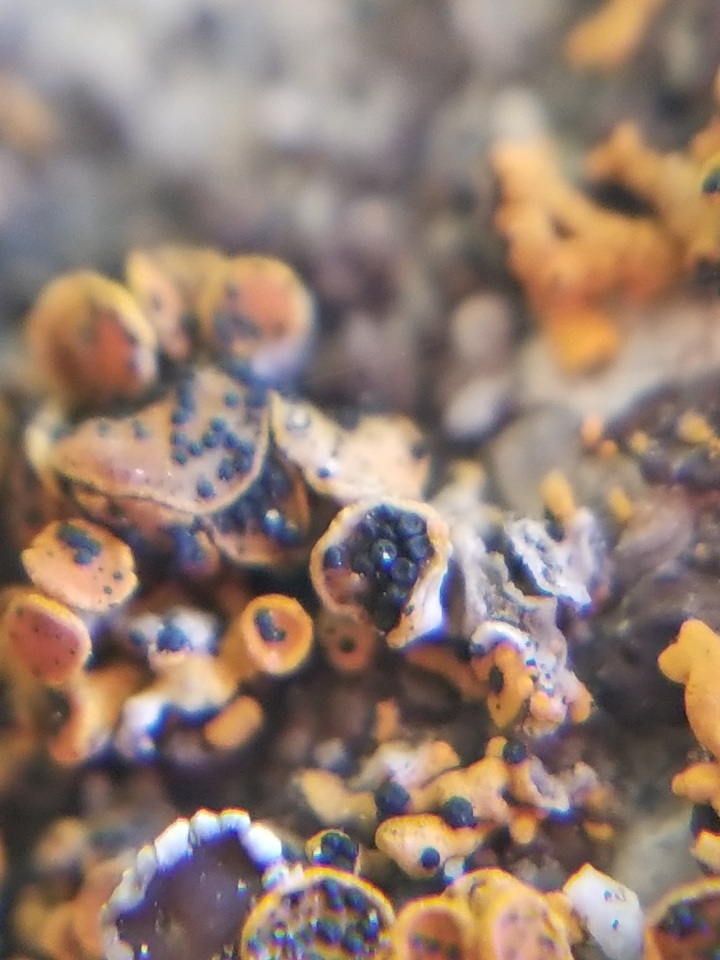Lichenoconium xanthoriae image