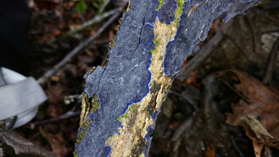 Terana coerulea image
